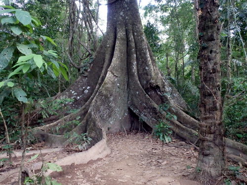 A special old tree.
